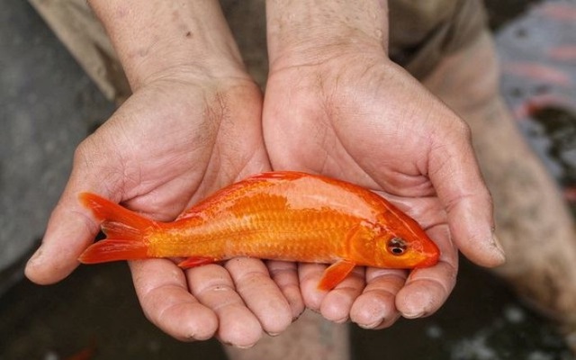 Văn khấn ông Công ông Táo, Ông Công ông Táo là ai, Bài cúng ông Công ông Táo, sự tích ông Công ông Táo, ông Công ông Táo, Cúng ông Công ông Táo cần gì, Văn khấn táo quân