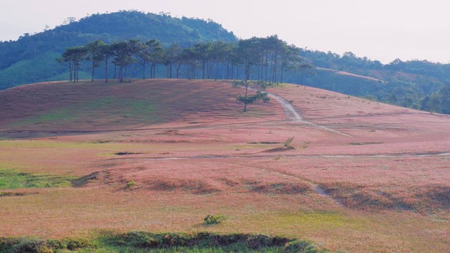 Hình ảnh đồi cỏ hồng ở Lâm Đồng bị xả đầy rác khiến dân tình phẫn nộ - Ảnh 2.