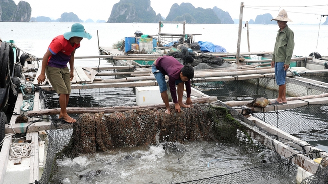 Quảng Ninh phát triển nuôi biển theo các chuỗi liên kết giá trị - Ảnh 2.