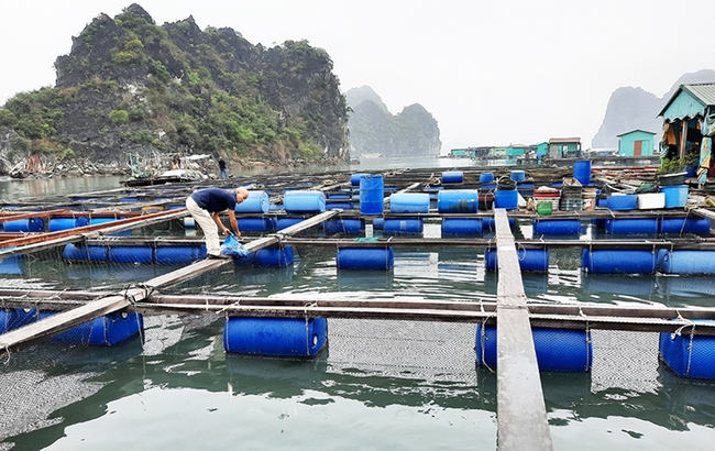 Quảng Ninh phát triển nuôi biển theo các chuỗi liên kết giá trị - Ảnh 1.