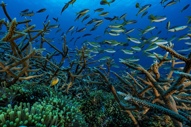 Biến đổi khí hậu: Báo động nguy cơ tuyệt chủng của nhiều loài sinh vật biển - Ảnh 1.