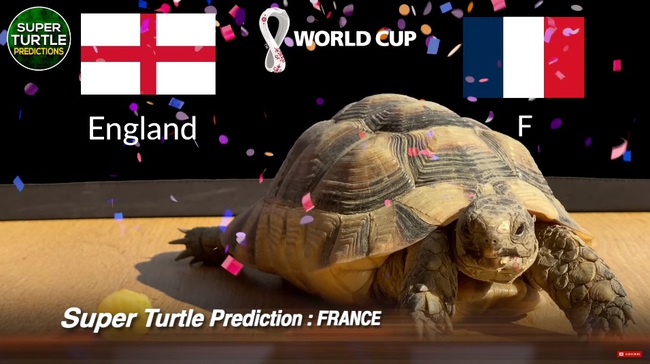 Những con thú dự đoán thế nào về các trận còn lại của vòng tứ kết World Cup 2022? - Ảnh 3.