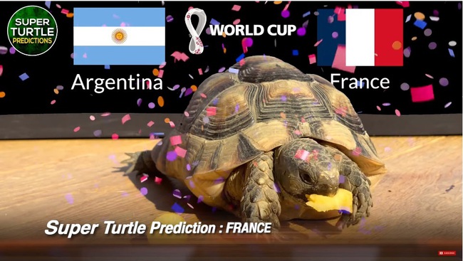 Các thú 'tiên tri' dự đoán thế nào về trận chung kết World Cup 2022? - Ảnh 2.