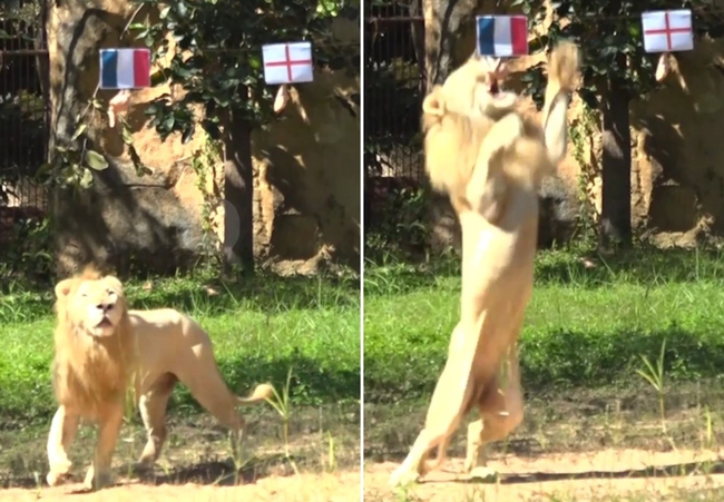 Sư tử 'tiên tri' dự đoán kết quả trận Anh vs Pháp - Ảnh 2.