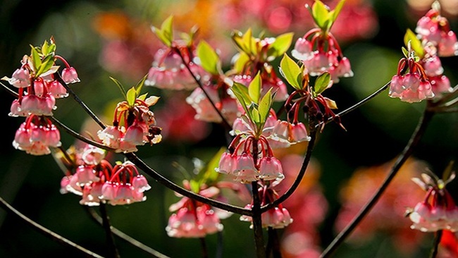 Loài hoa vừa đẹp vừa lạ mắt dự báo 'hot trend' trong dịp Tết Nguyên đán 2023 - Ảnh 2.