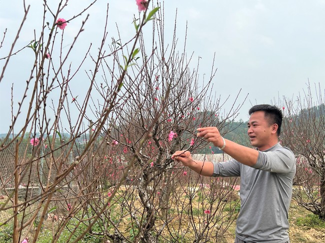 Làng đào Nam Phong (Cao Bằng) vào vụ Tết - Ảnh 4.