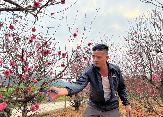 Làng đào Nam Phong (Cao Bằng) vào vụ Tết - Ảnh 3.