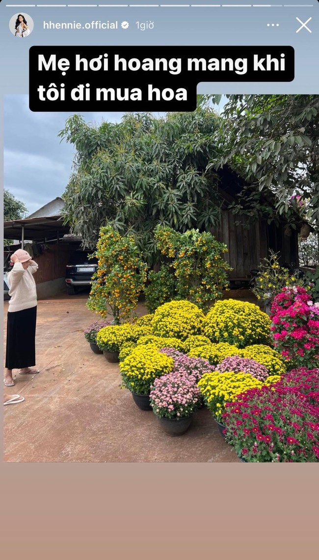 Cây cảnh chơi Tết của sao Việt: H'Hen Niê mang cả vườn hoa lên bản, Cường Đô La - Đàm Thu Trang tậu một lúc 5 loại chưng quanh nhà - Ảnh 7.