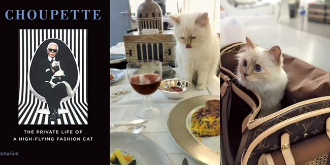 'Nàng thơ mèo' của Chanel: Được cố NTK Karl Lagerfeld 'nâng như nâng trứng', có Instagram hơn 130k followers, thậm chí sở hữu gia tài 13 triệu đô - Ảnh 12.