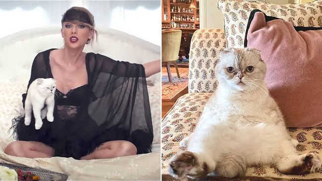 Mèo của Taylor Swift là thú cưng giàu thứ 3 toàn cầu với khối tài sản siêu khủng - Ảnh 3.