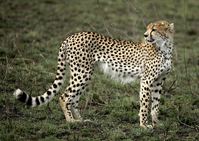 Vườn quốc gia Serengeti của Tanzania tiếp tục là điểm đến du lịch hàng đầu châu Phi - Ảnh 2.