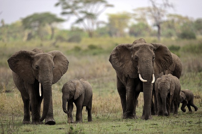 Vườn quốc gia Serengeti của Tanzania tiếp tục là điểm đến du lịch hàng đầu châu Phi - Ảnh 1.