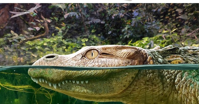Thái Lan tiết lộ thông tin về loài cá sấu cổ đại chưa từng được biết đến - Ảnh 1.