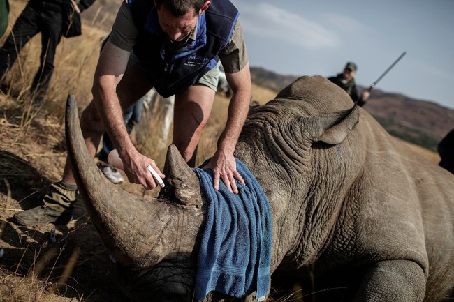 Nam Phi đẩy lùi nạn săn trộm sừng tê giác tại vườn quốc gia Pilanesberg - Ảnh 2.