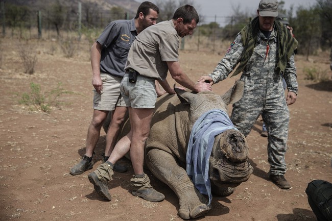 Nam Phi đẩy lùi nạn săn trộm sừng tê giác tại vườn quốc gia Pilanesberg - Ảnh 1.