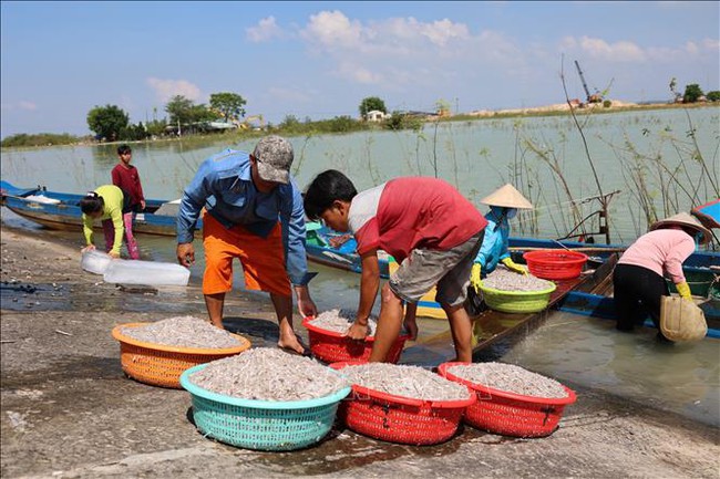 Người dân đánh bắt cá trên Hồ Dầu Tiếng bất chấp lệnh cấm trong mùa thả cá giống - Ảnh 1.