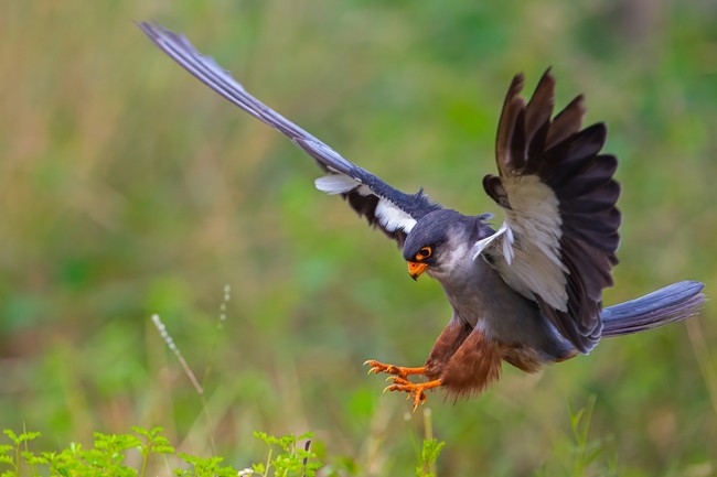 Cuộc sống sau ống kính: Rình loài chim có hành trìnhdi cư xa nhất - Ảnh 2.