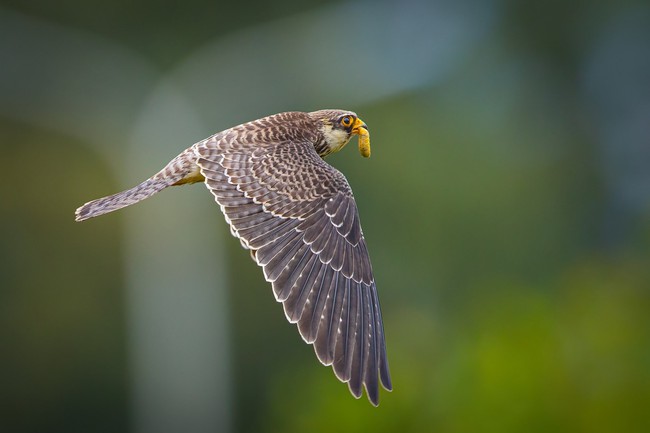 Cuộc sống sau ống kính: Rình loài chim có hành trìnhdi cư xa nhất - Ảnh 3.