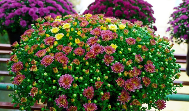 Mới lạ cúc mâm xôi nhiều màu ở Làng hoa Sa Đéc phục vụ cho thị trường Tết 2024 - Ảnh 1.