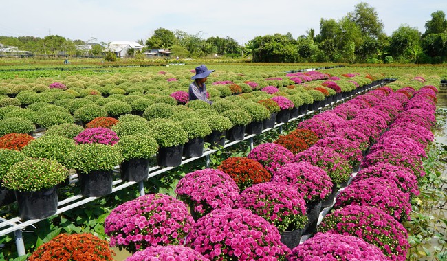 Mới lạ cúc mâm xôi nhiều màu ở Làng hoa Sa Đéc phục vụ cho thị trường Tết 2024 - Ảnh 4.