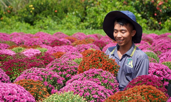 Mới lạ cúc mâm xôi nhiều màu ở Làng hoa Sa Đéc phục vụ cho thị trường Tết 2024 - Ảnh 3.