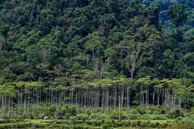 COP28: Brazil proposes a tropical forest conservation fund worth 250 billion USD - Photo 1.