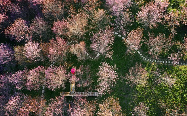 Rực rỡ sắc hoa trên đèo Pha Đin - Ảnh 3.
