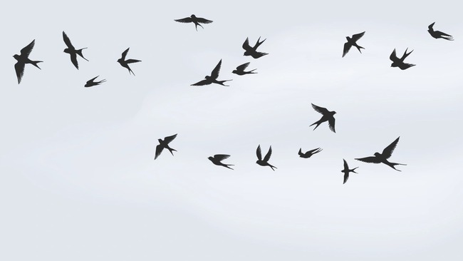 Các nhà khoa học đã biến những con chim chết thành máy bay không người lái - Ảnh 1.