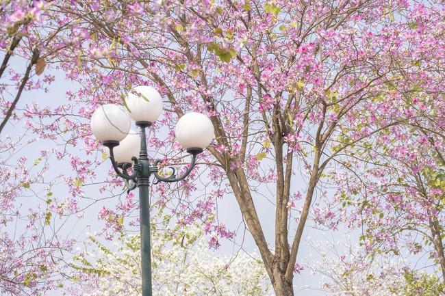 Hà Nội: Không thua kém đường Hoàng Diệu, con đường hoa ban tím ở Mê Linh cũng gây sốt rần rần - Ảnh 2.