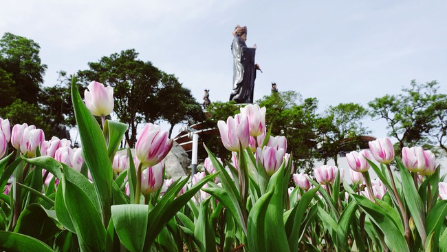 Du khách đổ lên núi Bà Đen check-in với hàng trăm ngàn cây hoa tulip dịp Tết - Ảnh 1.