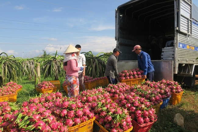 Tuy có nguồn gốc Nam Mỹ, nhưng một loại trái cây đang trở thành mặt hàng xuất khẩu chủ lực của Việt Nam sang Trung Quốc - Ảnh 1.