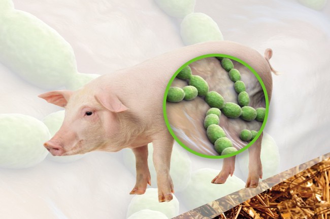Bộ Y tế khuyến cáo các biện pháp phòng lây nhiễm liên cầu lợn sang người - Ảnh 2.