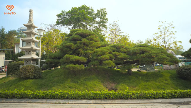 Khu vườn bao quanh căn biệt thự của phó chủ tịch: Có cây dài đến 12m, tuổi thọ lên tới 450 năm - Ảnh 8.