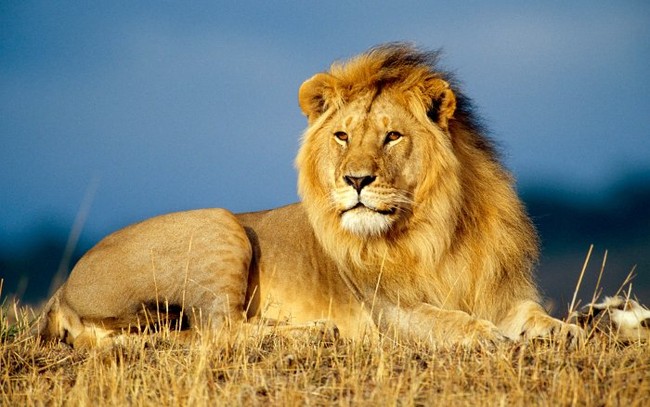 Nhật Bản xác nhận hai con sư tử chết vì mắc Covid-19 - Ảnh 1.