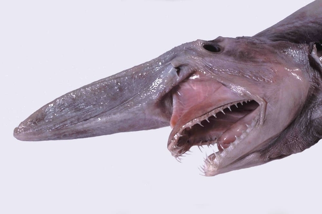 Bức ảnh cá mập yêu tinh qua mặt các nhà khoa học: Chỉ 10 người từng nhìn thấy, sự thật không ngờ - Ảnh 2.