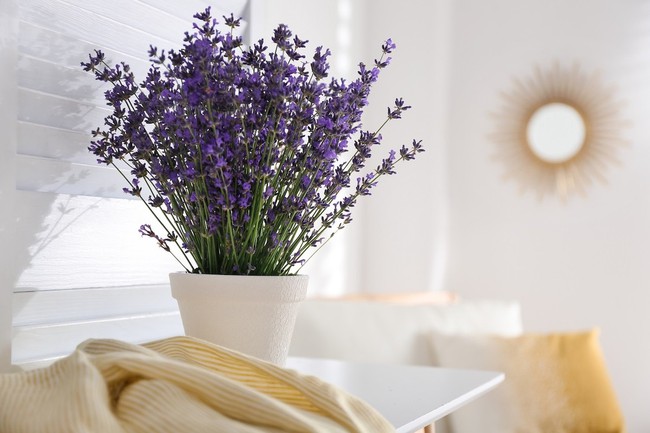 5 loại cây cảnh khử mùi hiệu quả giúp căn phòng luôn thơm ngát - Ảnh 3.
