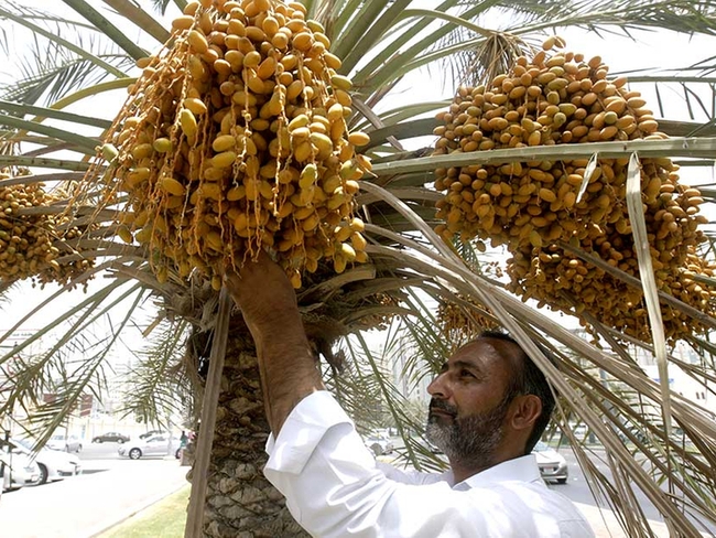 Một loại trái cây được các đại gia Dubai yêu thích, tượng trưng cho sự giàu sang, nhưng lại bị &quot;bỏ quên&quot; trên cây không ai thèm hái ở Trung Quốc - Ảnh 2.
