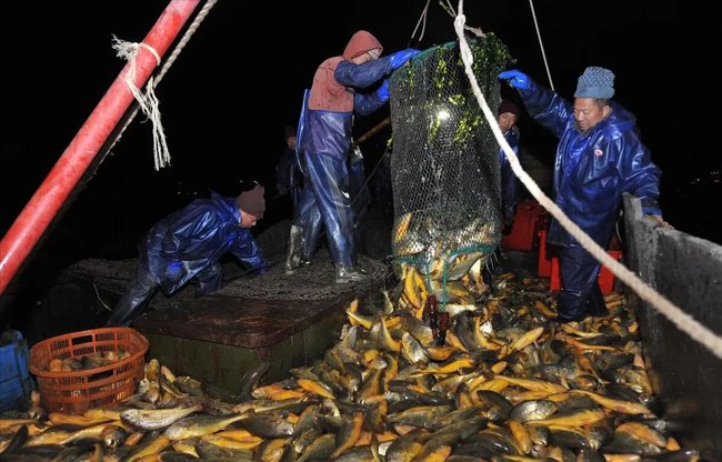 Phát tài chỉ sau 1 đêm nhờ loại cá “chất lượng”: 4.900 cân bán được 33 tỷ đồng, vì yếu tố này mà giá tăng chóng mặt - Ảnh 1.