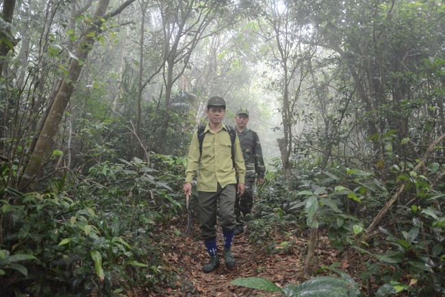 Bảo tồn, phát triển hệ sinh thái rừng trên bán đảo Sơn Trà - Ảnh 3.