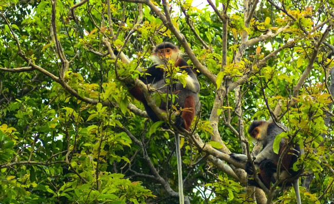 Bảo tồn, phát triển hệ sinh thái rừng trên bán đảo Sơn Trà - Ảnh 2.