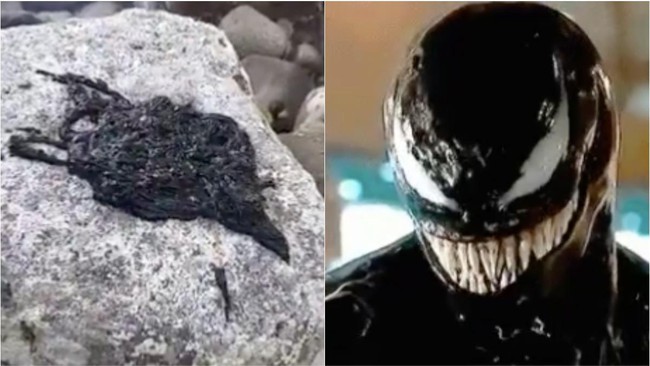 Hóa ra 'Venom symbiote' của Trái Đất chỉ là một loài giun - Ảnh 1.