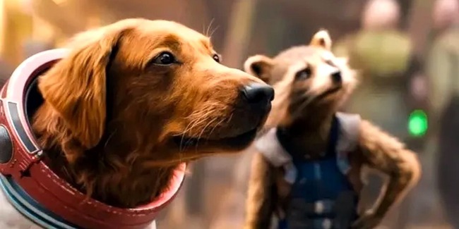 Giải mã thân phận của chú chó đáng yêu chiếm trọn spotlight trong Guardians of the Galaxy 3 - Ảnh 4.