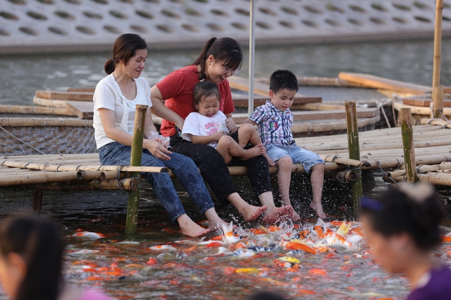 Ngắm hồ cá Koi khi chiều buông - Ảnh 3.