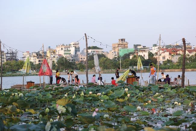 Ngắm hồ cá Koi khi chiều buông - Ảnh 5.