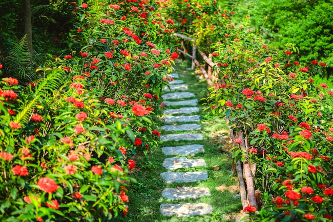 Vườn mẫu đơn đỏ rực lưng chừng đồi ở Hà Nội - điểm check in mới của hội chị em “sống ảo” - Ảnh 2.
