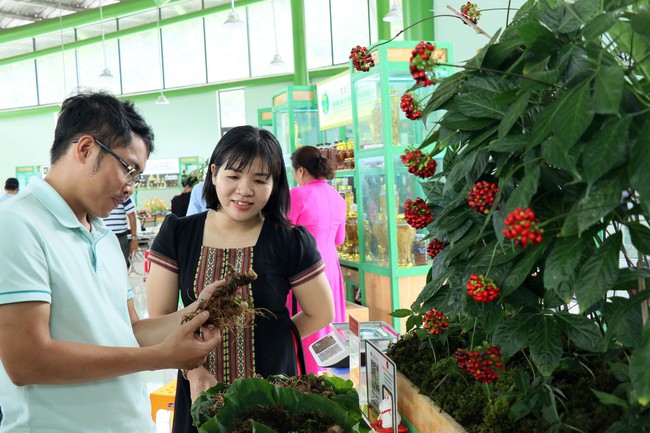 Gần 100 kg sâm Ngọc Linh tươi được chào bán tại phiên chợ lần thứ 56 - Ảnh 2.