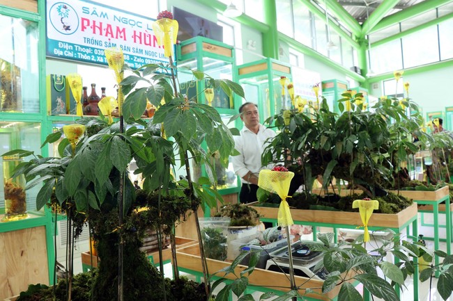 Gần 100 kg sâm Ngọc Linh tươi được chào bán tại phiên chợ lần thứ 56 - Ảnh 1.