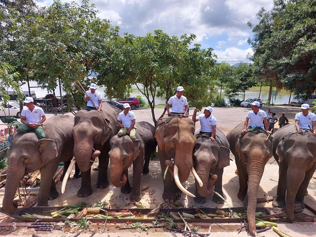 Đắk Lắk: Mở tiệc Buffet chiêu đãi đàn voi nhà - Ảnh 1.