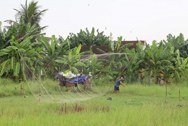 Báo động tình trạng 'tận diệt' chim trời tại Diễn Châu (Nghệ An) - Ảnh 3.