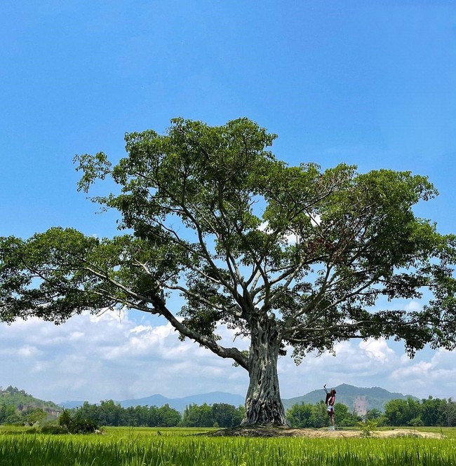 4 con đường đẹp như phim Hàn ở Tây Nguyên &quot;đốn tim&quot; dân phượt, ai đi qua cũng dừng lại - Ảnh 6.